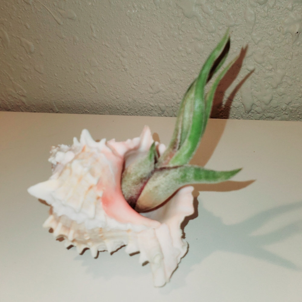 Live Tilandsia Caput Medusae in Murex Seashell